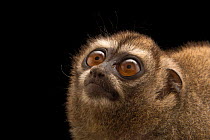 Panamanian night monkey (Aotus zonalis) head portrait, Nispero Zoo, Panama. Captive.