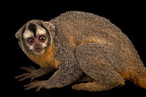 Bolivian night monkey (Aotus azarae boliviensis) portrait, Plzen Zoo. Captive, occurs in Bolivia.