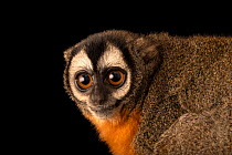 Black-headed night monkey (Aotus nigriceps) head portrait, Fundacao Jardim Zoologico de Brasilia, Brazil. Captive.