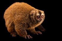 Andean night monkey (Aotus miconax) portrait, Parque de las Leyendas, Lima, Peru. Captive. Endangered.