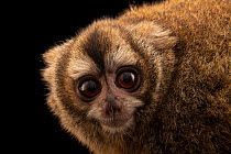 Andean night monkey (Aotus miconax) head portrait, Parque de las Leyendas, Lima, Peru. Captive. Endangered.