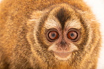 Andean night monkey (Aotus miconax) head portrait, Parque de las Leyendas, Lima, Peru. Captive. Endangered.