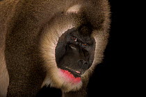 Drill (Mandrillus leucophaeus) male, head portrait, Zoo Atlanta. Captive, occurs in West Africa. Endangered.