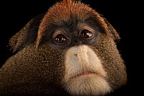 De Brazza's monkey (Cercopithecus neglectus) head portrait, Omaha's Henry Doorly Zoo and Aquarium. Captive, occurs in Central Africa.