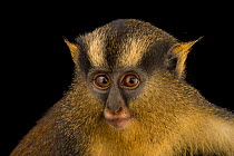 Black-footed crested mona monkey (Cercopithecus pogonias nigripes) female, head portrait, Park Assango, Gabon. Captive.