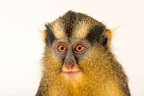 Black-footed crested mona monkey (Cercopithecus pogonias nigripes) female, head portrait, Park Assango, Gabon. Captive.