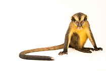 Black-footed crested mona monkey (Cercopithecus pogonias nigripes) female, portrait, Park Assango, Gabon. Captive.