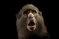 Putty-nosed monkey (Cercopithecus nictitans nictitans) female, head portrait, ONG Animal's World, Libreville, Gabon. Captive.