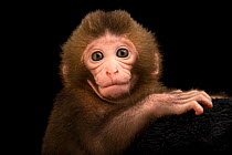 Japanese macaque (Macaca fuscata) female infant, aged 2 weeks, head portrait, Blank Park Zoo. Captive, occurs in Japan.