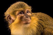 Gabon talapoin (Miopithecus ogouensis) head portrait, Wroclaw Zoo. Captive, occurs in West Africa.