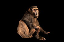 Heck's macaque (Macaca hecki) portrait, Bali Safari, Indonesia. Captive.
