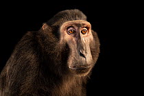 Heck's macaque (Macaca hecki) head portrait, Bali Safari, Indonesia. Captive.