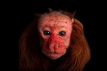 Ucayali bald-headed uakari (Cacajao calvus ucayalii) head portrait, Los Angeles Zoo. Captive, occurs in western Amazon.