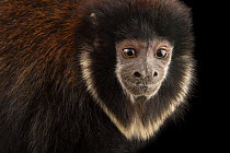 Black titi monkey (Callicebus lugens) head portrait, Cafam Zoo, Colombia. Captive.