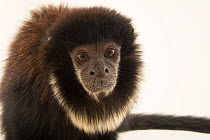 Black titi monkey (Callicebus lugens) portrait, Cafam Zoo, Colombia. Captive.