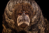 Miller's saki (Pithecia milleri) head portrait, Cafam Zoo, Colombia. Captive.
