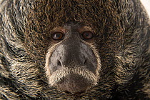 Miller's saki (Pithecia milleri) head portrait, Cafam Zoo, Colombia. Captive.