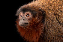 Coppery titi monkey (Callicebus cupreus) head portrait, Denver Zoo. Captive, occurs in South America.