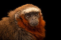 White-tailed titi monkey (Callicebus discolor) male, head portrait, Zoologico de Quito, Ecuador. Captive.