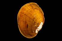 Wavyrayed lampmussel (Lampsilis fasciola) portrait, from the wild, Little River, Maryville, Tennessee, USA.