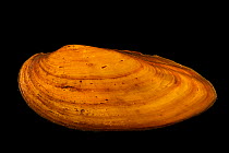 Yellow lance mussel (Elliptio lanceolata) portrait, Marion Conservation Aquaculture Center, North Carolina, USA. Captive.