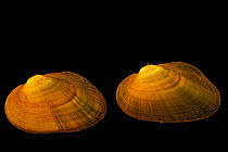 Two Slippershell mussels (Alasmidonta viridis) portrait, Marion Conservation Aquaculture Center, North Carolina, USA. Captive.