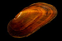Eastern elliptio mussel (Elliptio complanata) portrait, Marion Conservation Aquaculture Center. Captive, originally from Johns River, North Carolina, USA.