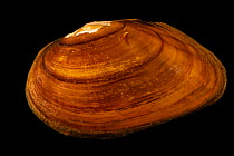 Tar River spinymussel (Parvaspina steinstansana) portrait, Marion Conservation Aquaculture Center. Captive, originally from Little Fishing Creek, North Carolina, USA. Critically endangered.