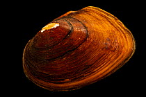 Atlantic pigtoe mussel (Fusconaia masoni) portrait, Marion Conservation Aquaculture Center. Captive, originally from Fishing Creek, North Carolina, USA. Endangered.