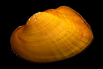 Pocketbook mussel (Lampsilis ovata) portrait, Marion Conservation Aquaculture Center, North Carolina, USA. Captive.