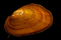 Carolina heelsplitter mussel (Lasmigona decorata) portrait, Marion Conservation Aquaculture Center, North Carolina, USA. Critically endangered.
