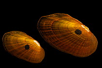 Two Carolina creekshell mussels (Villosa vaughaniana) portrait, Marion Conservation Aquaculture Center, North Carolina, USA. Captive.
