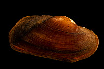 Creeper mussel (Strophitus undulatus) portrait, Marion Conservation Aquaculture Center. Captive, originally from Catawba River, North Carolina, USA.