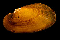 Creeper mussel (Strophitus undulatus) portrait, Marion Conservation Aquaculture Center. Captive, originally from Nolichuky Basin, Tennessee, USA.