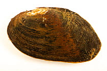 Creeper mussel (Strophitus undulatus) portrait, Marion Conservation Aquaculture Center. Captive, originally from Little River, North Carolina, USA.
