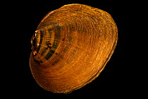 Longsolid mussel (Fusconaia subrotunda) portrait, Marion Conservation Aquaculture Center. Captive, originally from Little River, North Carolina, USA.