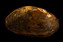 Creeper mussel (Strophitus undulatus) portrait, Marion Conservation Aquaculture Center. Captive, originally from Little River, North Carolina, USA.