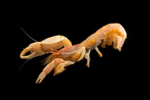 Bay ghost shrimp (Neotrypaea californiensis) male, portrait,  East Bay Regional Parks Mobile Education Program. Captive, from San Francisco Bay, California, USA.