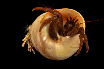 Hairy hermit crab (Pagurus hirsutiusculus) portrait, East Bay Regional Parks Mobile Education Program. Captive, from San Francisco Bay, California, USA.