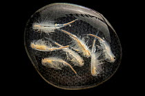Longhorn fairy shrimp (Branchinecta longiantenna) larvae, portrait, San Luis National Wildlife Refuge, California, USA. Captive. Endangered..