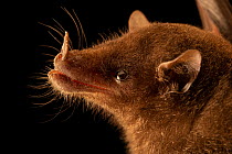 Geoffroy's tailless bat (Anoura geoffroyi) head portrait, Bat Jungle, Monteverde, Costa Rica. Captive.
