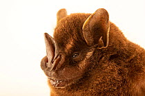 Toltec fruit-eating bat (Dermanura tolteca) head portrait, Bat Jungle, Monteverde, Costa Rica. Captive.
