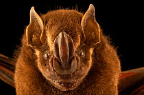 Toltec fruit-eating bat (Dermanura tolteca) head portrait, Bat Jungle, Monteverde, Costa Rica. Captive.
