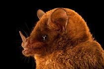 Commissaris's long-tongued bat (Glossophaga commissarisi) head portrait, Bat Jungle, Monteverde, Costa Rica. Captive.