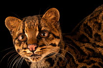 Costa Rican oncilla (Leopardus tigrinus oncilla) male, head portrait, Toucan Rescue Ranch, San Josecito, Costa Rica. Captive.