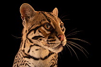 Ocelot (Leopardus pardalis pardalis) female, aged 14 years, head portrait, Toucan Rescue Ranch, San Josecito, Costa Rica. Captive.