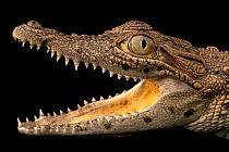 South African Nile crocodile (Crocodylus niloticus cowiei) with mouth open, head portrait, Dubai Safari Park. Captive, occurs in sub-Saharan Africa.