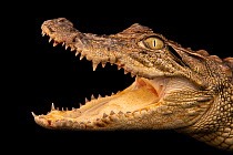 Mugger crocodile (Crocodylus palustris) with mouth open, head portrait, Bahitoo Farm, Abu Dhabi. Captive, occurs in southern Asia.