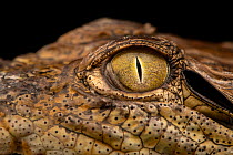 Mugger crocodile (Crocodylus palustris) eye detail, Bahitoo Farm, Abu Dhabi. Captive, occurs in southern Asia.