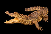Mugger crocodile (Crocodylus palustris) with mouth open, portrait, Bahitoo Farm, Abu Dhabi. Captive, occurs in southern Asia.